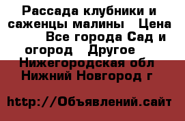 Рассада клубники и саженцы малины › Цена ­ 10 - Все города Сад и огород » Другое   . Нижегородская обл.,Нижний Новгород г.